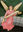 angel_icon